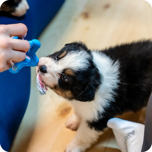 Kid Ticket - 1h Session Puppy Yoga - Positive Puppy Yoga