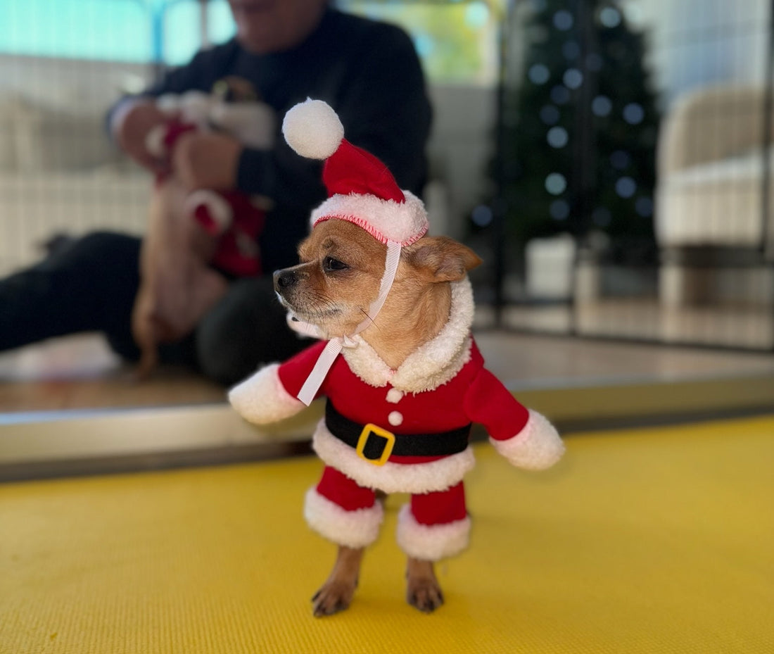 Book-here-Christmas-puppy-yoga