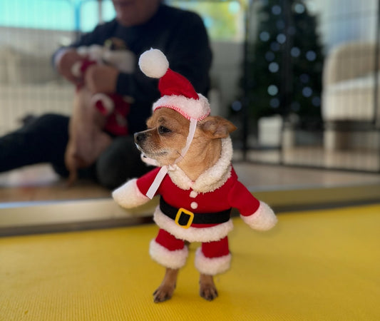 Book-here-Christmas-puppy-yoga