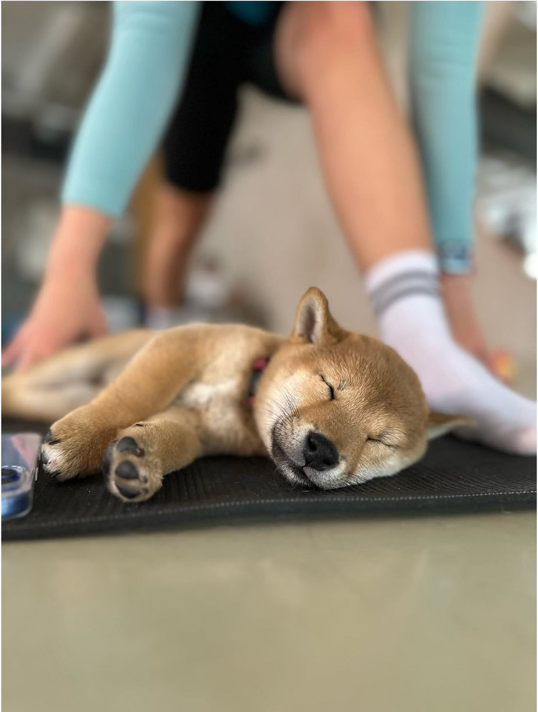Yoga with dog in Sydney