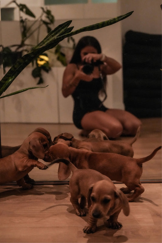 Positive-Puppy-Yoga-in-Sydney