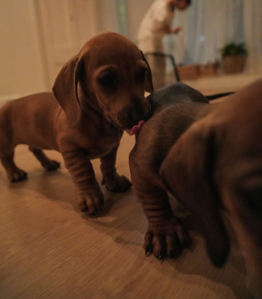 Positive Puppy Yoga in Sydney: Create Unforgettable Moments with Adorable Puppies!