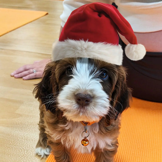 puppy-yoga-gift-for-Christmas 