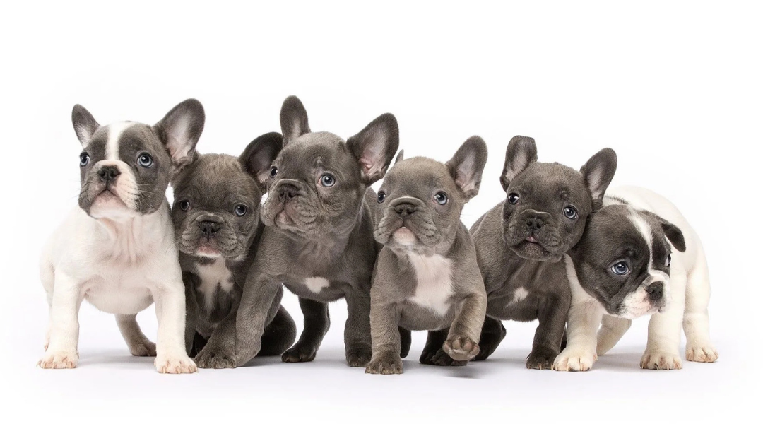A Positiva Puppy Yoga moment