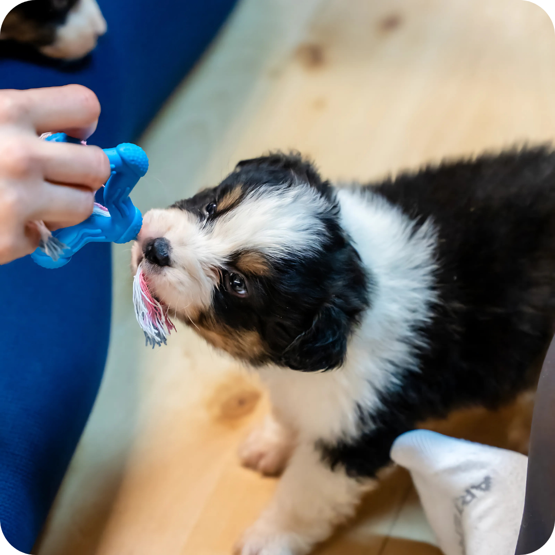 1h Puppy Yoga Class in Adelaide | Relaxing Yoga with Puppies