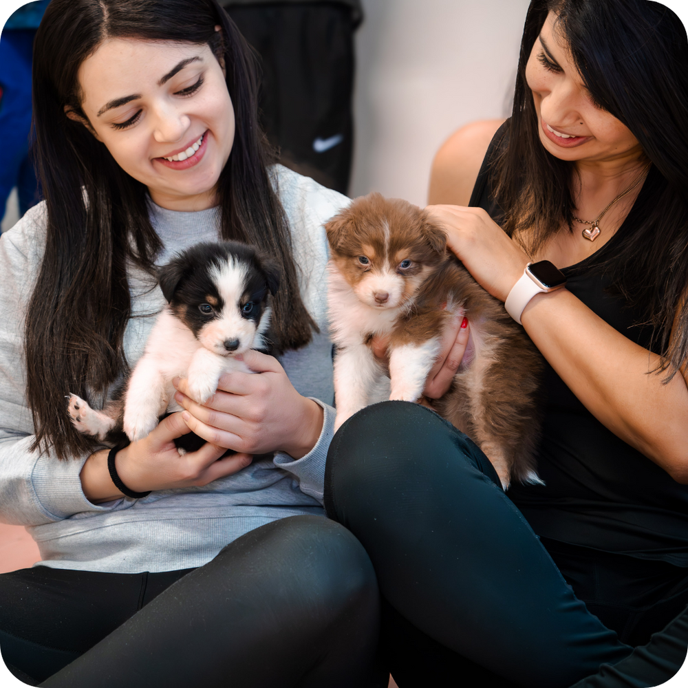 Puppy play and connection at Positiva