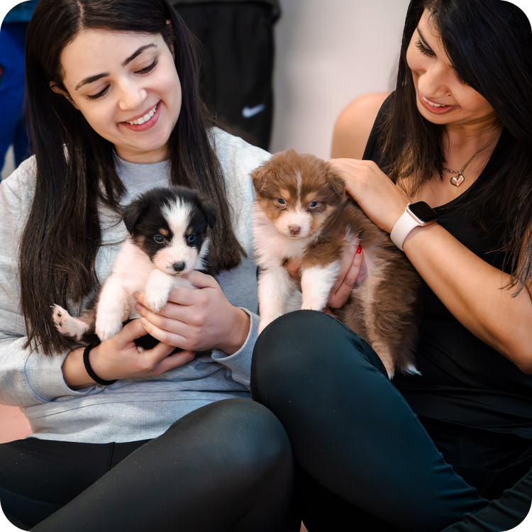 Adult Ticket - 1h Session Puppy Yoga - Positive Puppy Yoga