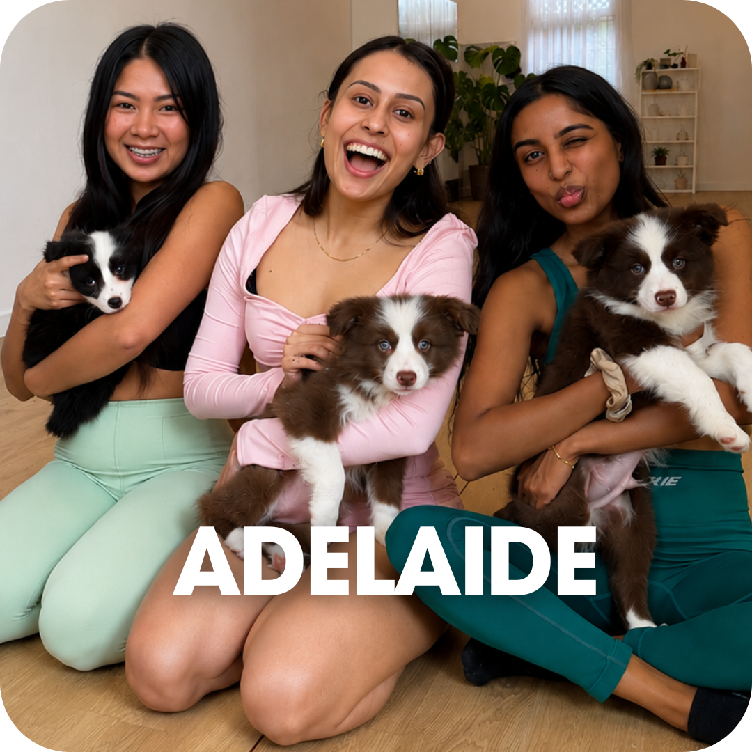 1h Puppy Yoga Class in Adelaide | Relaxing Yoga with Puppies - Positive Puppy Yoga