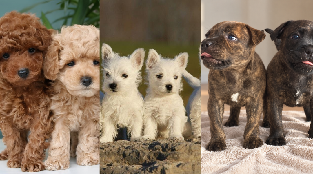 A Positiva Puppy Yoga moment